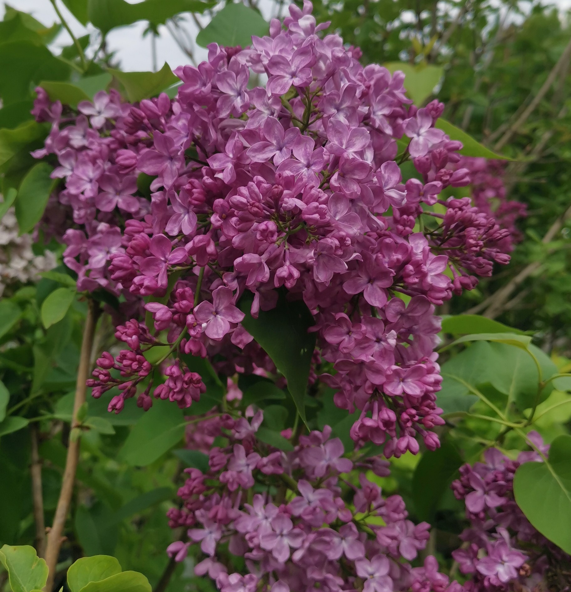 ''TTT'' Syringa vulgaris